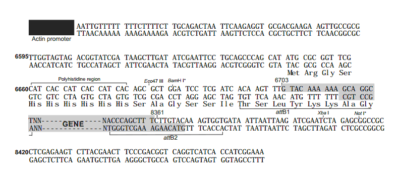 pXINSECT-DEST39 多克隆位点 点击看大图 pXINSECT-DEST39 多克隆位点